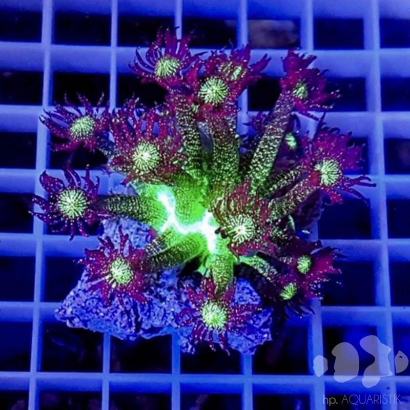 Goniopora Galaxie (Galaxy) das Original
